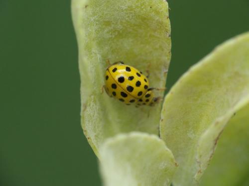 Réf. 262 443 : Psyllobora vigintiduopunctata